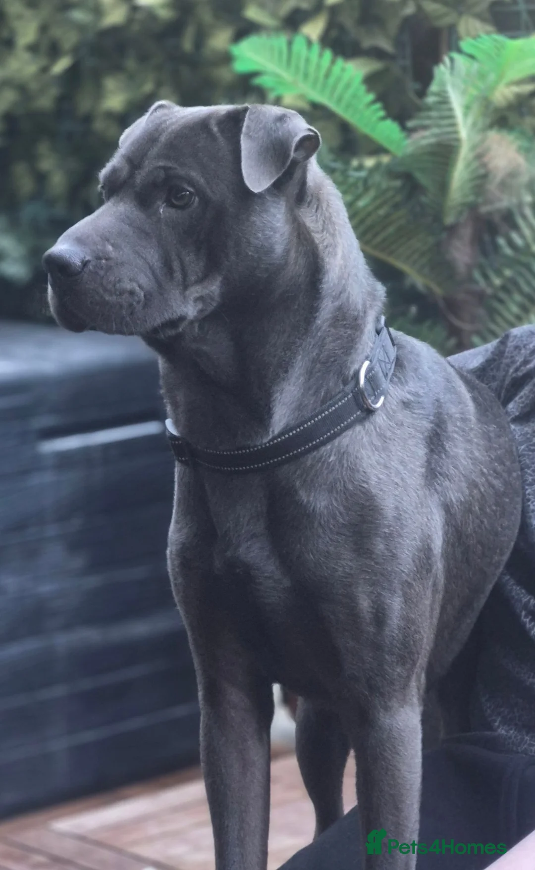 Mixed Breed dogs for sale: Blue  - Advert 7