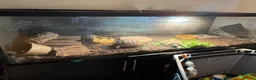 Tortoise reptiles for sale: Full tortoise setup and tortoise  - Advert 4