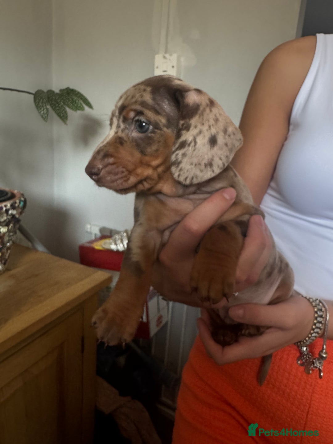 Dachshund dogs for sale: Sausage Dogs  - Image 4