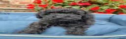 Toy Poodle dogs for sale: Stunning toy poodles!!! - Advert 4