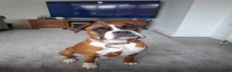 Boxer dogs for sale: KC Registered Boxer Puppies Bobtail/tailed - Advert 2