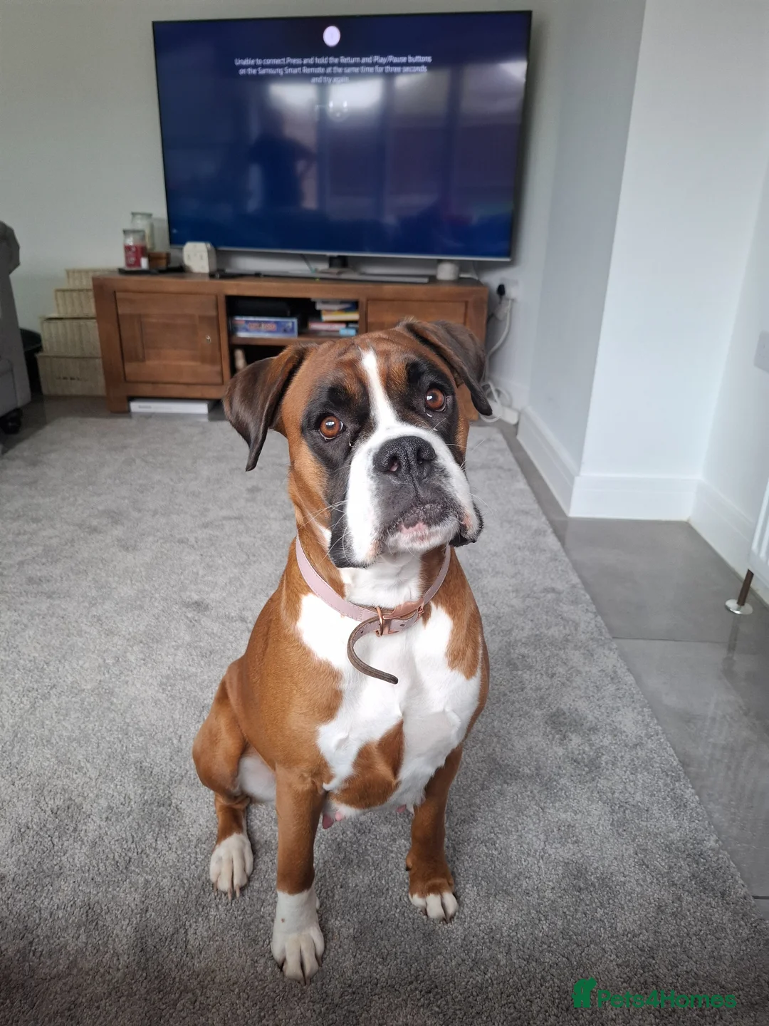 Boxer dogs for sale: KC Registered Boxer Puppies Bobtail/tailed - Advert 2