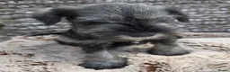 Miniature Schnauzer dogs for sale: Beautiful Miniature Schnauzers - Advert 17