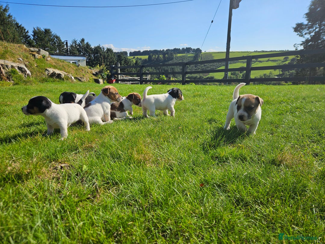 Jack Russell dogs for sale: Traditional Jack Russell Puppies - Image 3