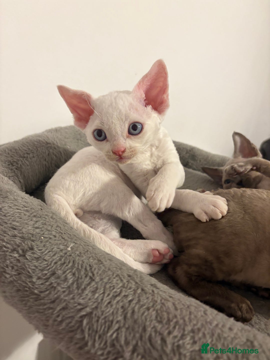 Devon Rex cats for sale: ❤️2 male Devon rex available 😻 - Image 25