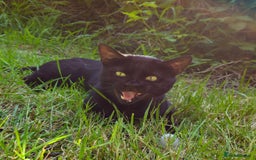 Bengal cats for sale: Smoke solid bengal adult male - Image 5