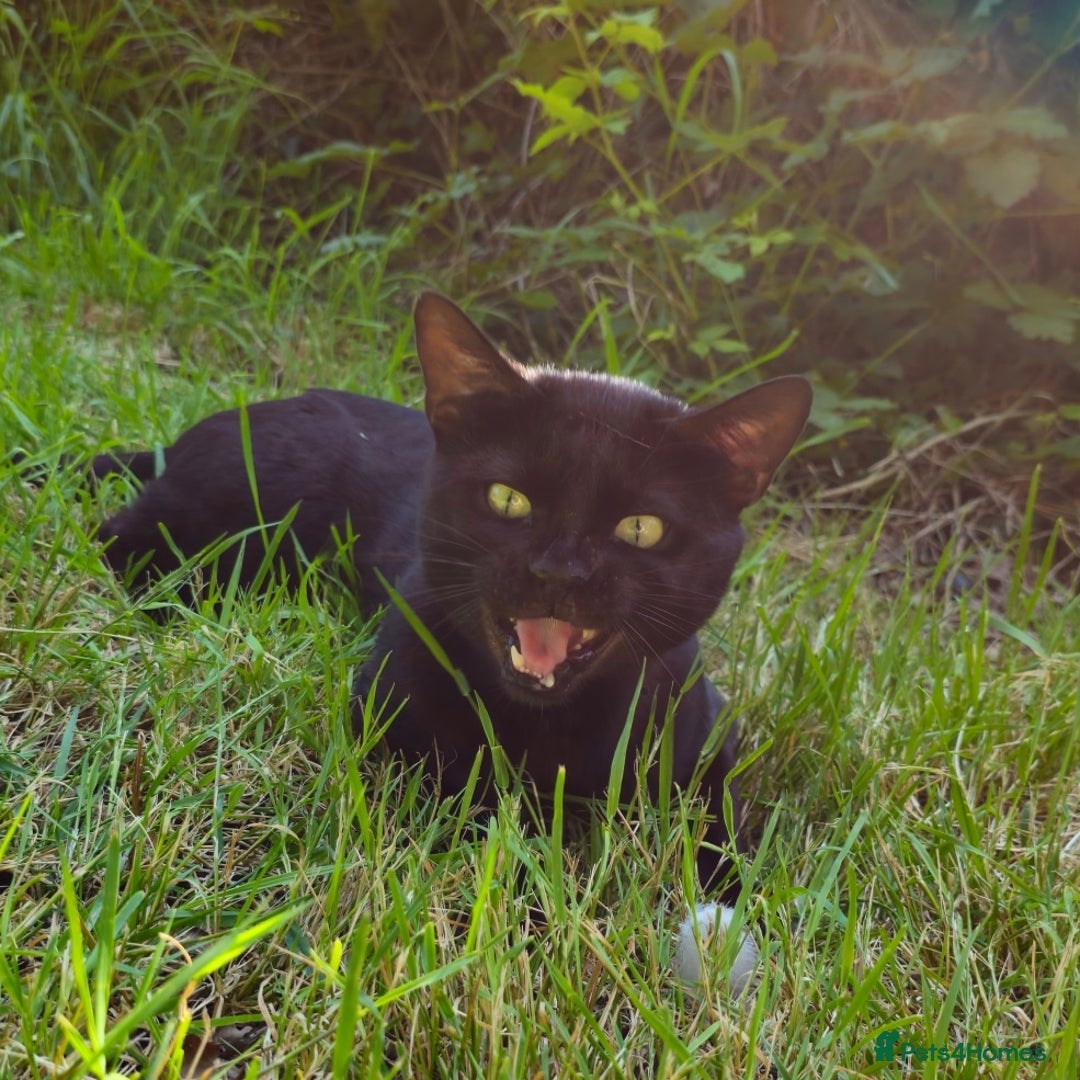 Bengal cats for sale: Smoke solid bengal adult male - Image 5
