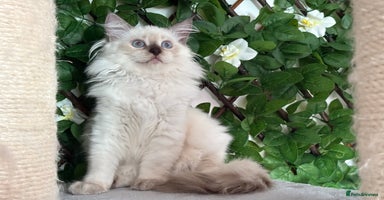 Ragdoll cats in Fordingbridge - Advert 3