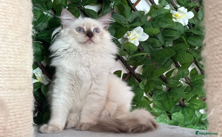 Ragdoll cats in Fordingbridge - Advert 1