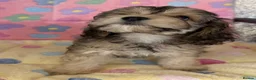 Cockapoo dogs for sale: Beautiful cockapoos 🐶🐶 ready now - Advert 12