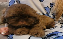 Shih Tzu dogs for sale: Stunning shihtzu puppy - Image 4
