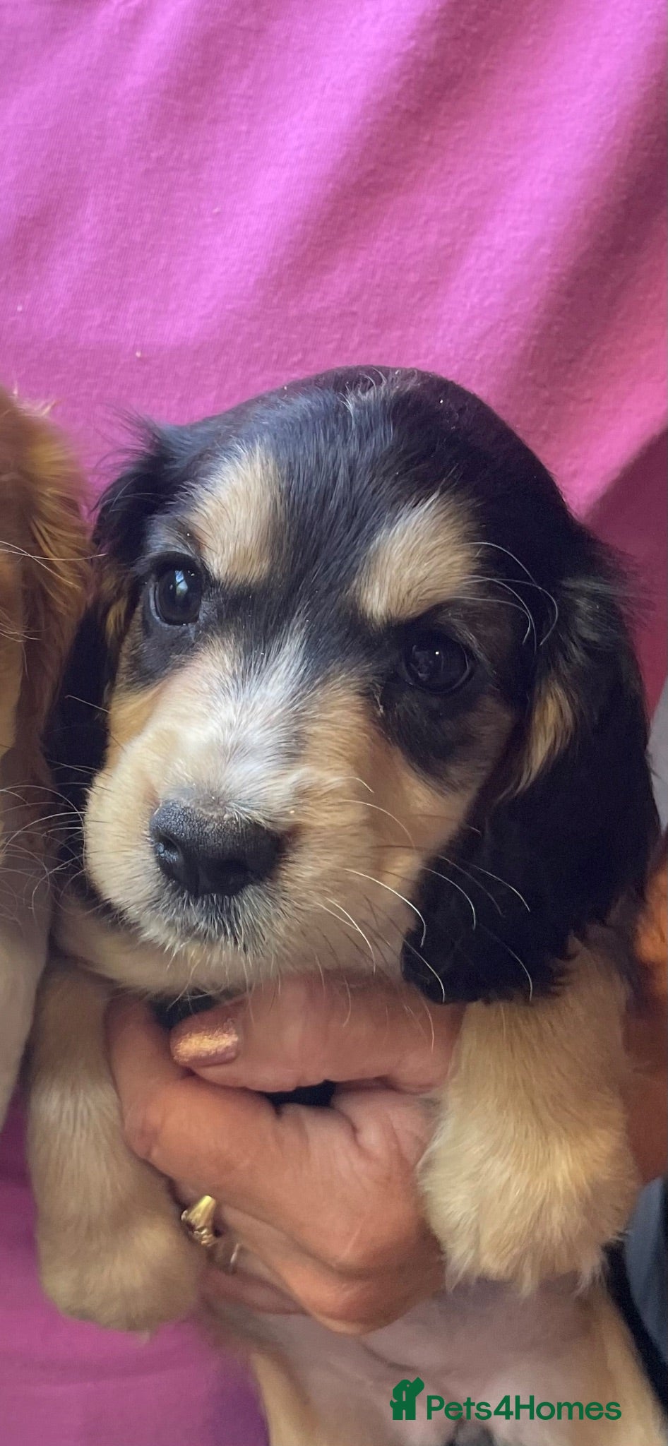 Cocker Spaniel dogs COCKER SPANIEL PUPS - Advert 1