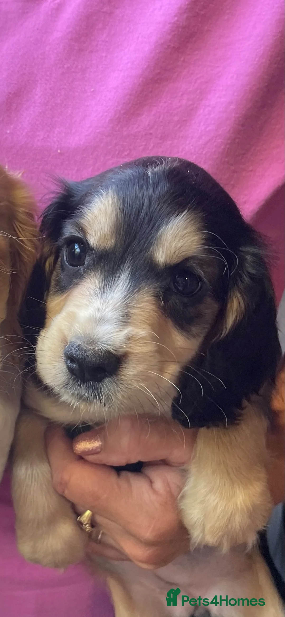 Cocker Spaniel dogs for sale: COCKER SPANIEL PUPS - Advert 1
