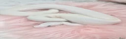 Python Snake reptiles for sale: Stunning white Royal Ball Python female  - Advert 7
