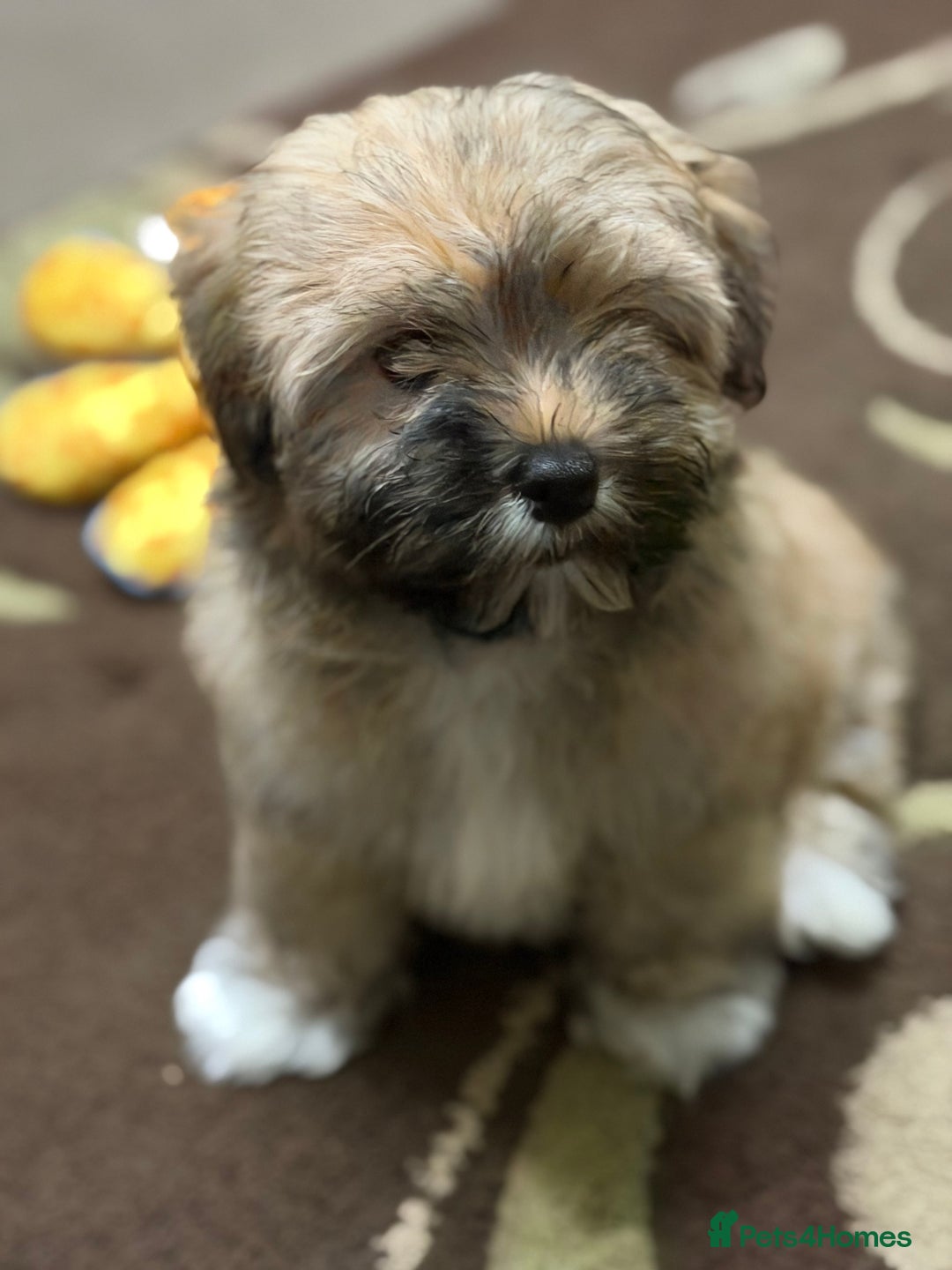 Havanese dogs for sale: ***Amazing Havanese Puppies *** - Advert 12
