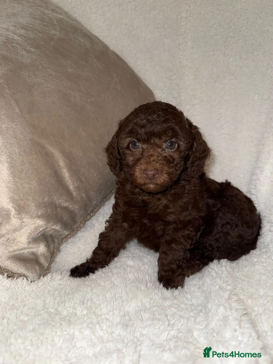 Miniature Poodle dogs for sale: Stunning Chocolate Miniature Poodles - Advert 15