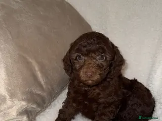 Miniature Poodle dogs 🩷🩷Stunning Chocolate Miniature Poodles🩷🩷 - Advert 6