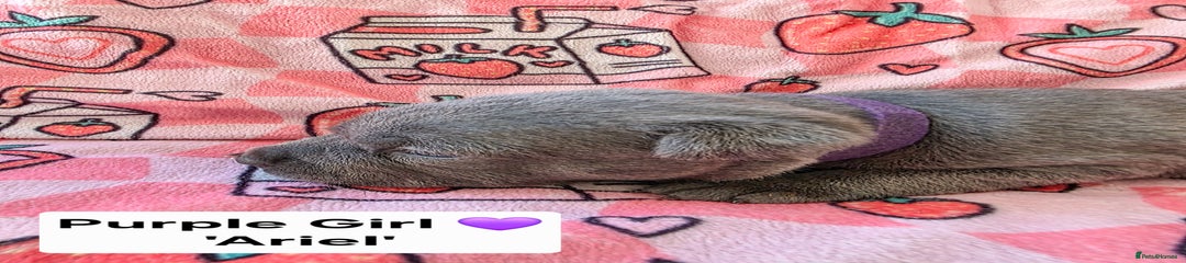 Staffordshire Bull Terrier Puppy 4