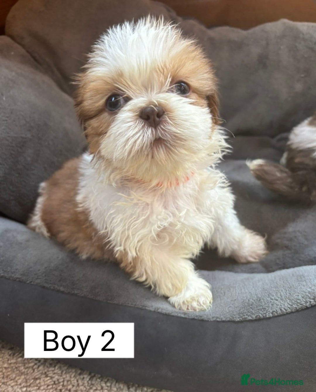 Shih Tzu dogs for sale: Four shih tzu boy puppy’s for sale. - Image 6