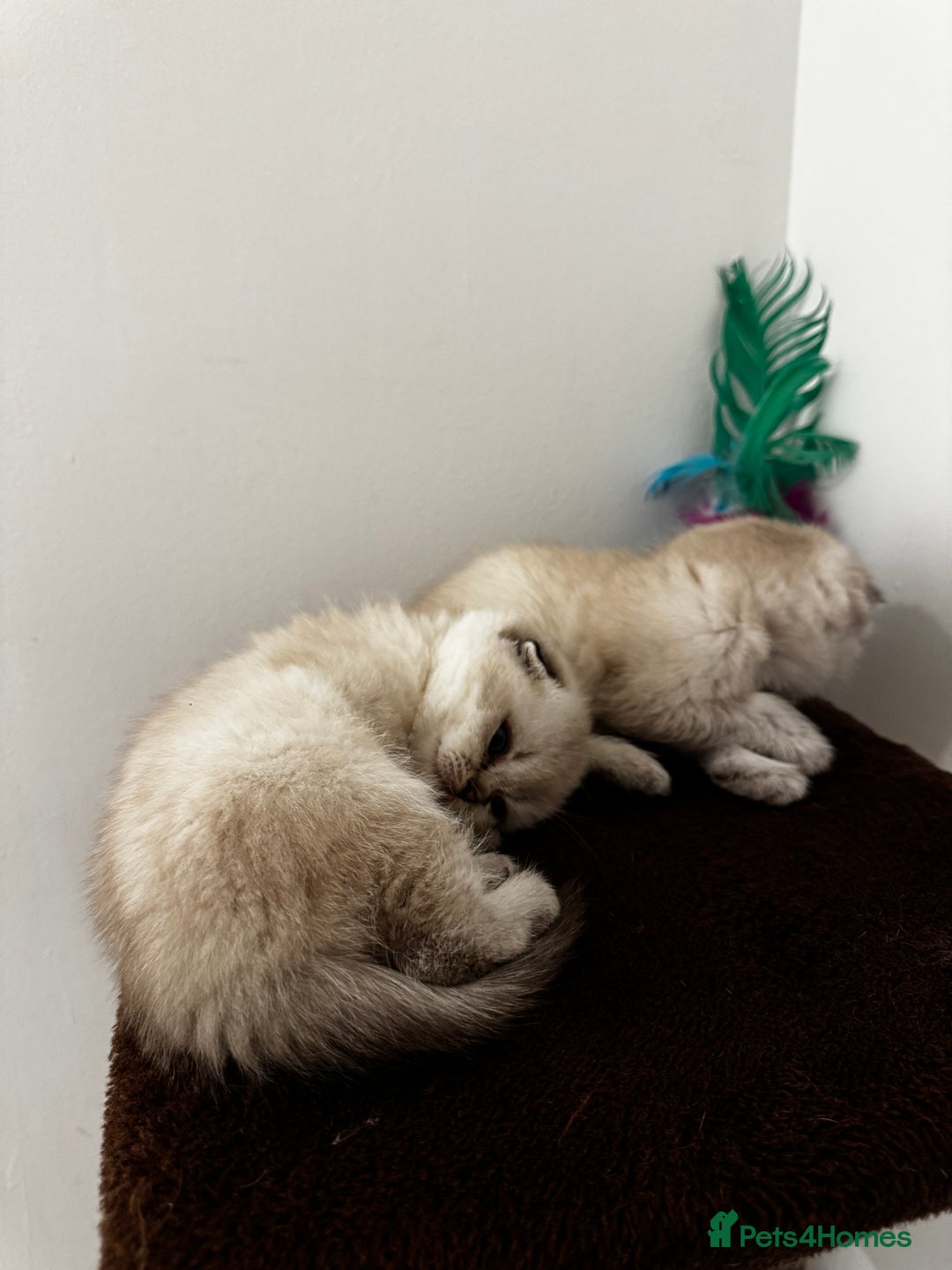 Scottish Fold cats for sale: Purebred Chinchilla Scottish Fold Kittens  🐾 - Advert 5