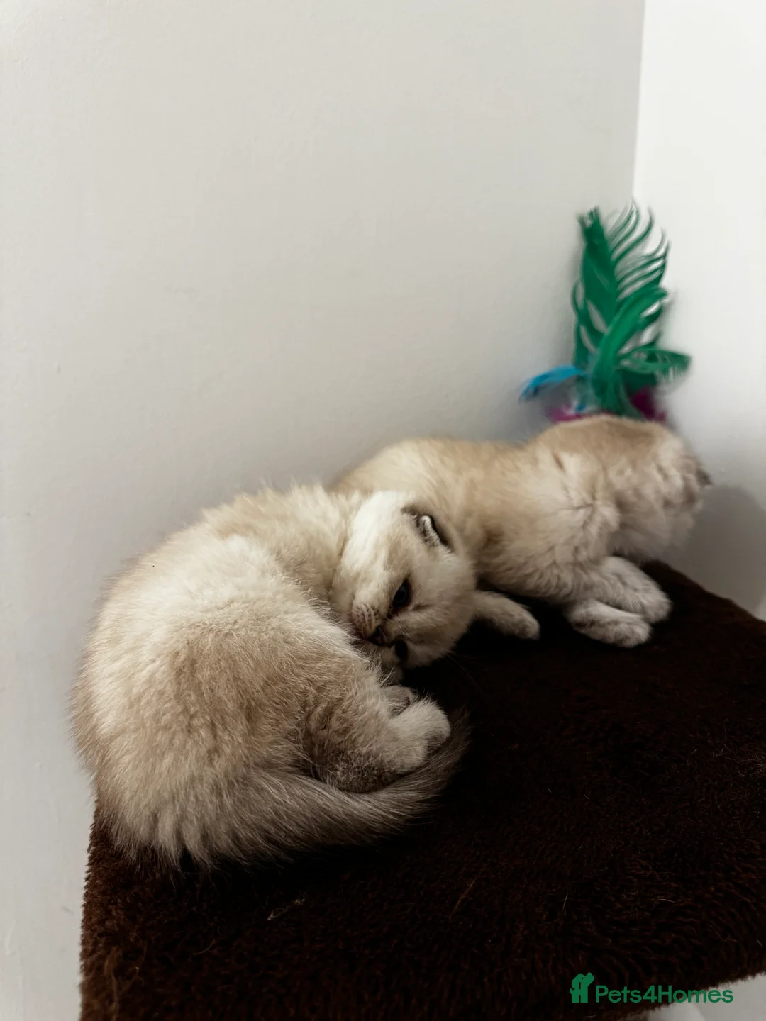 Scottish Fold cats for sale: Purebred Chinchilla Scottish Fold Kittens  🐾 - Advert 10