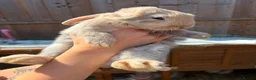 Mini Lop rabbits for sale: Harlequin Mini Lops  in Chesterfield - Advert 5