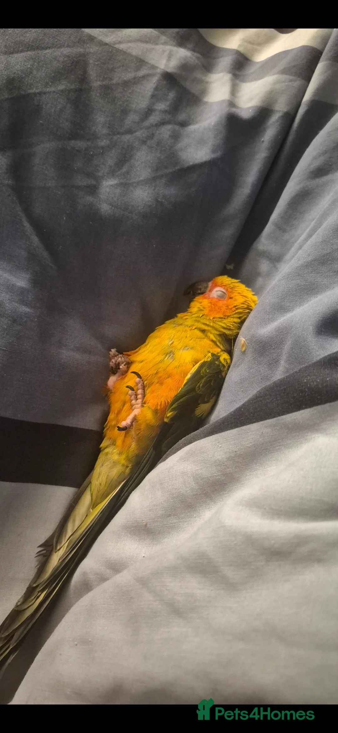 Conures birds for sale: Sun conure  - Advert 7