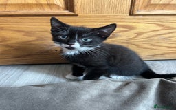 British Shorthair cats for sale: Ready today - Image 1
