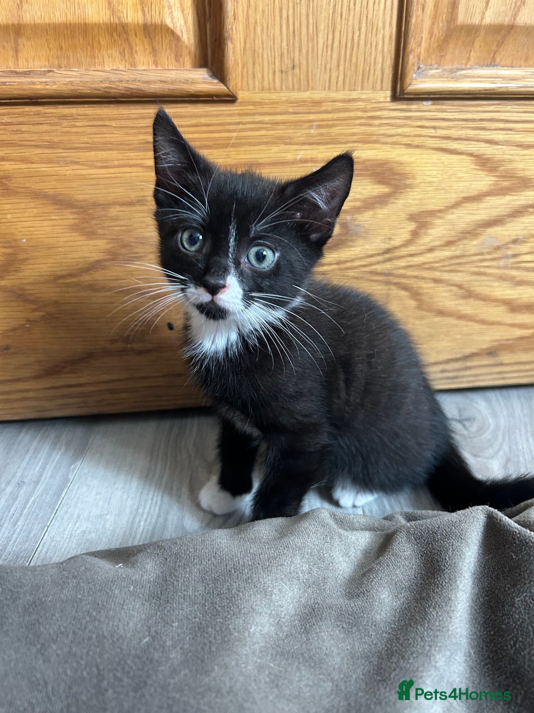 British Shorthair cats for sale: Ready today - Image 1