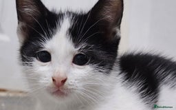 Domestic Shorthair cats for sale: Beautiful Kittens ready now in Chelmsford - Image 18