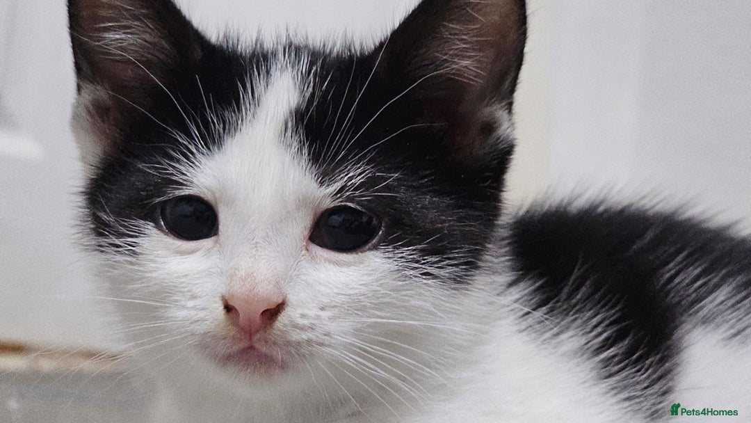 Domestic Shorthair cats for sale: Beautiful Kittens ready now in Chelmsford - Image 18