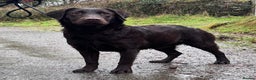 Labrador Retriever dogs for sale: KC Registered Chocolate Labrador Bitch - Advert 6