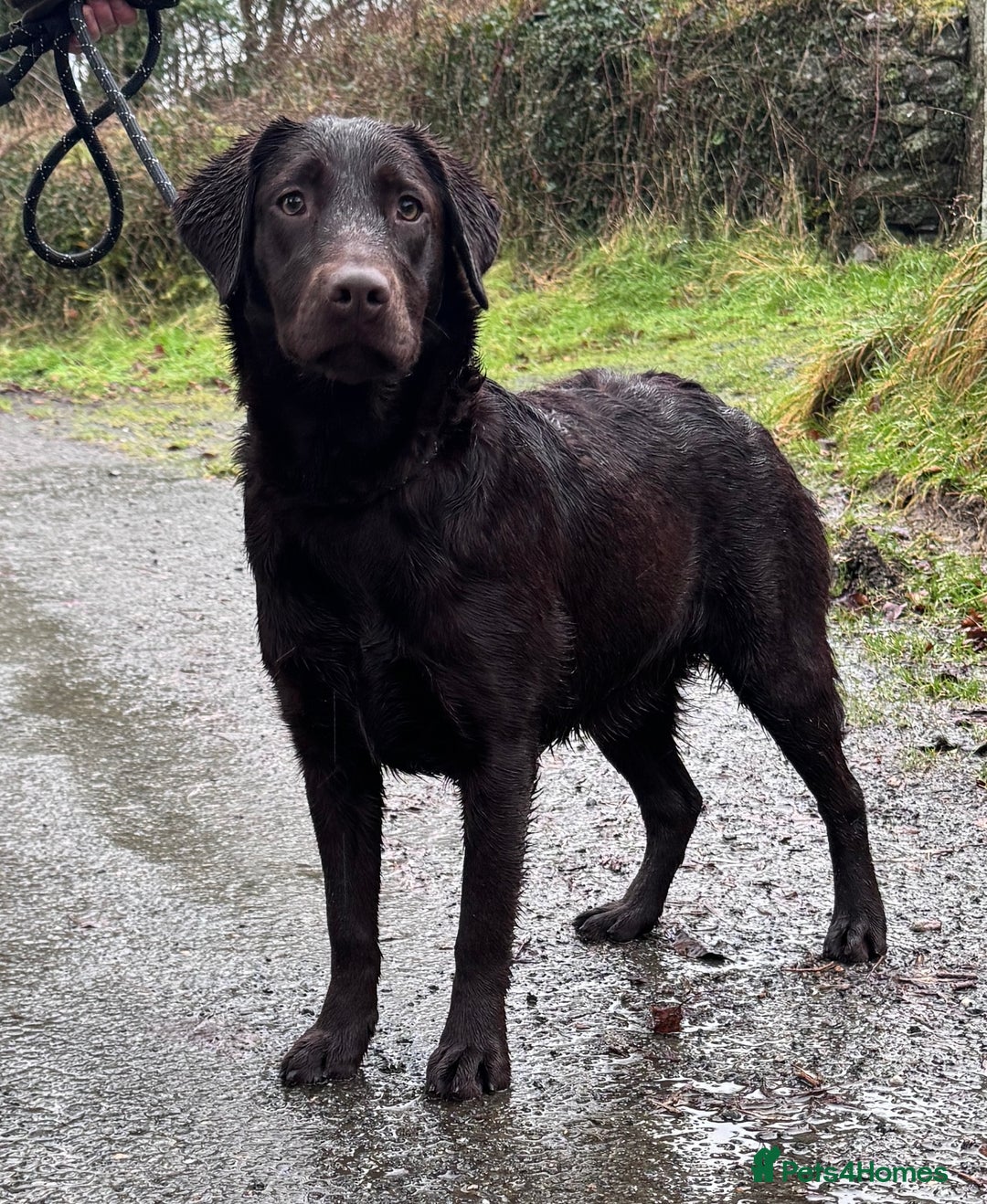 Labrador Retriever dogs for sale: KC Registered Chocolate Labrador Bitch - Advert 6