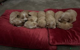 Cocker Spaniel dogs for sale: 7 Cocker Spaniel Puppies. 💙💙💙💙🩷🩷🩷 - Image 6
