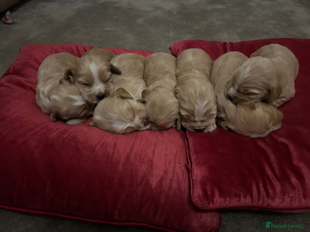 Cocker Spaniel dogs for sale: 7 Cocker Spaniel Puppies. 💙💙💙💙🩷🩷🩷 - Image 6