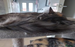 Maine Coon cats for sale: Maine coon - Image 3