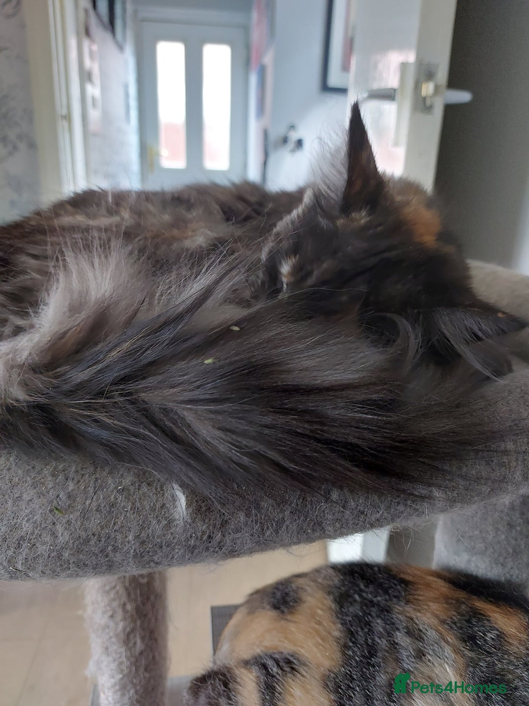 Maine Coon cats for sale: Maine coon - Image 3