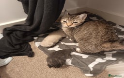 Bengal cats for sale: Beautiful kittens - Image 5