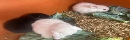 Mini Lop rabbits for sale: Pure breed mini lops - Advert 2