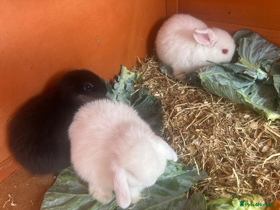 Mini Lop rabbits for sale: Pure breed mini lops - Advert 2