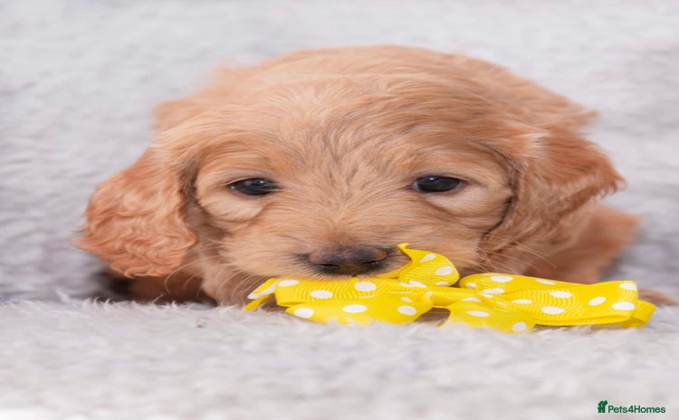 Goldendoodle dogs - Advert 9
