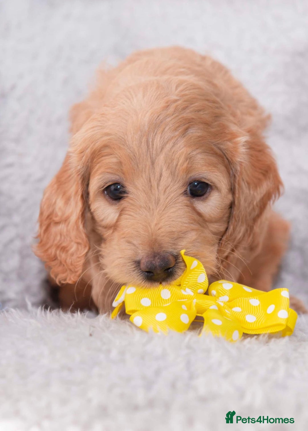 Goldendoodle dogs for sale: Goldendoodles ready in 1 weeks, Beautiful babies. - Image 4