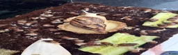 Snails invertebrates for sale: Beautiful Giant African Land Snails BABIES  - Advert 6