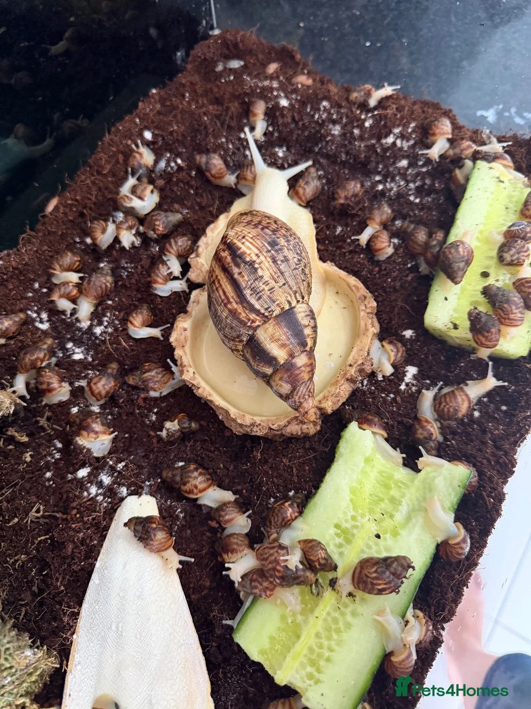 Snails invertebrates for sale: Beautiful Giant African Land Snails BABIES  - Advert 6