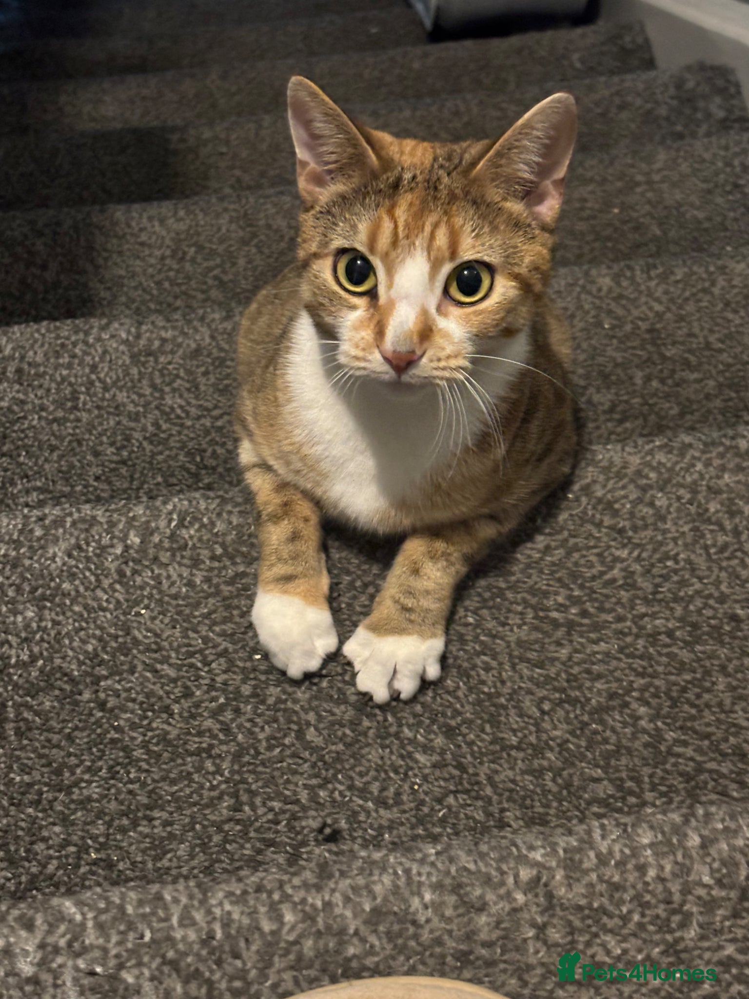 Mixed Breed cats Kittens - Advert 2