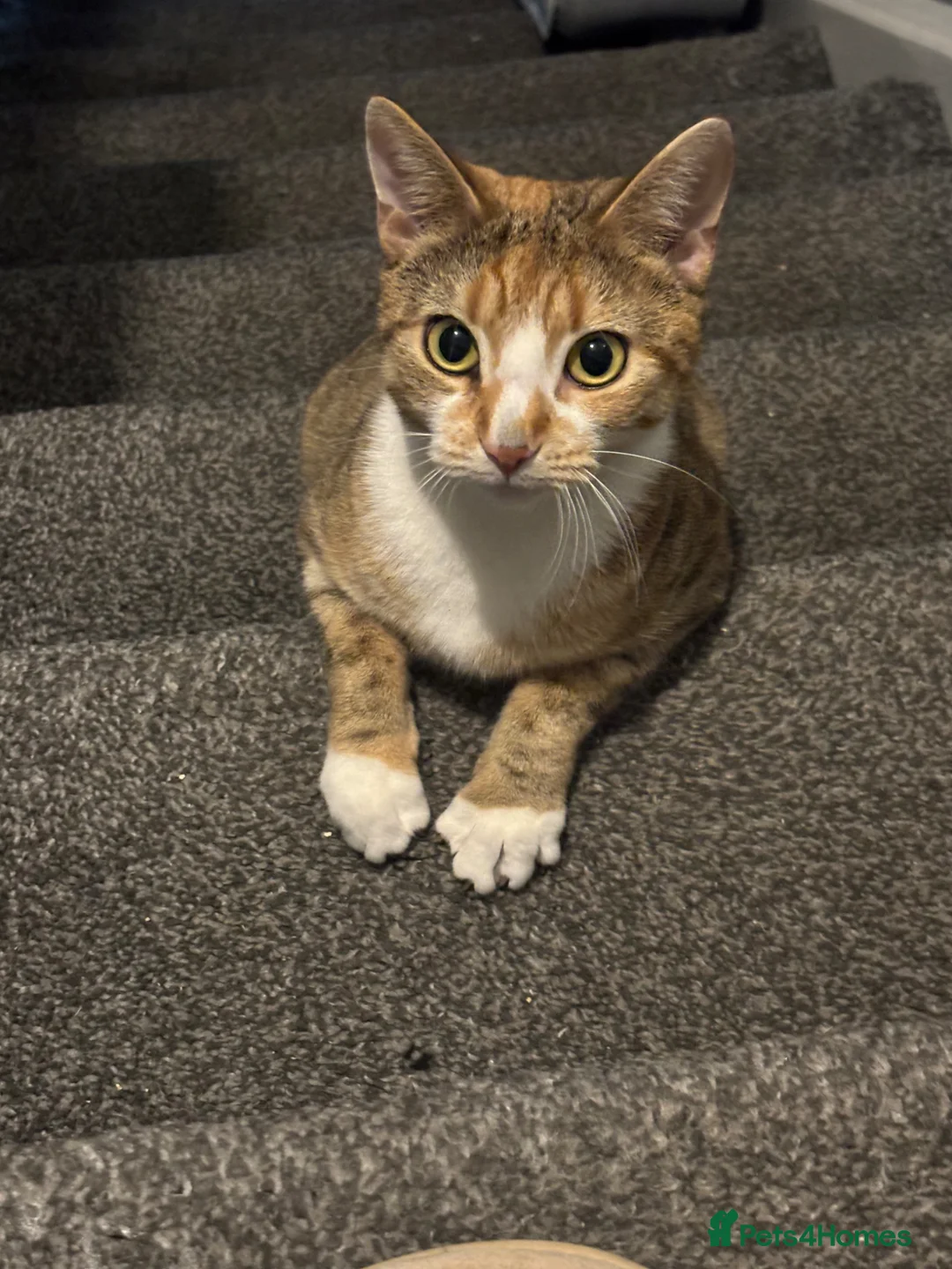 Mixed Breed cats for sale: Kittens - Advert 1