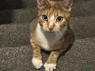 Mixed Breed cats Kittens - Advert 3