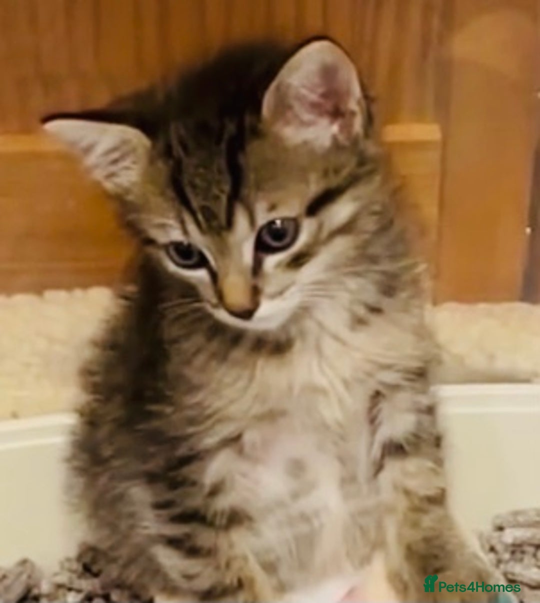 Mixed Breed cats for sale: Absolutely gorgeous litter of Bengal x kittens  - Image 3