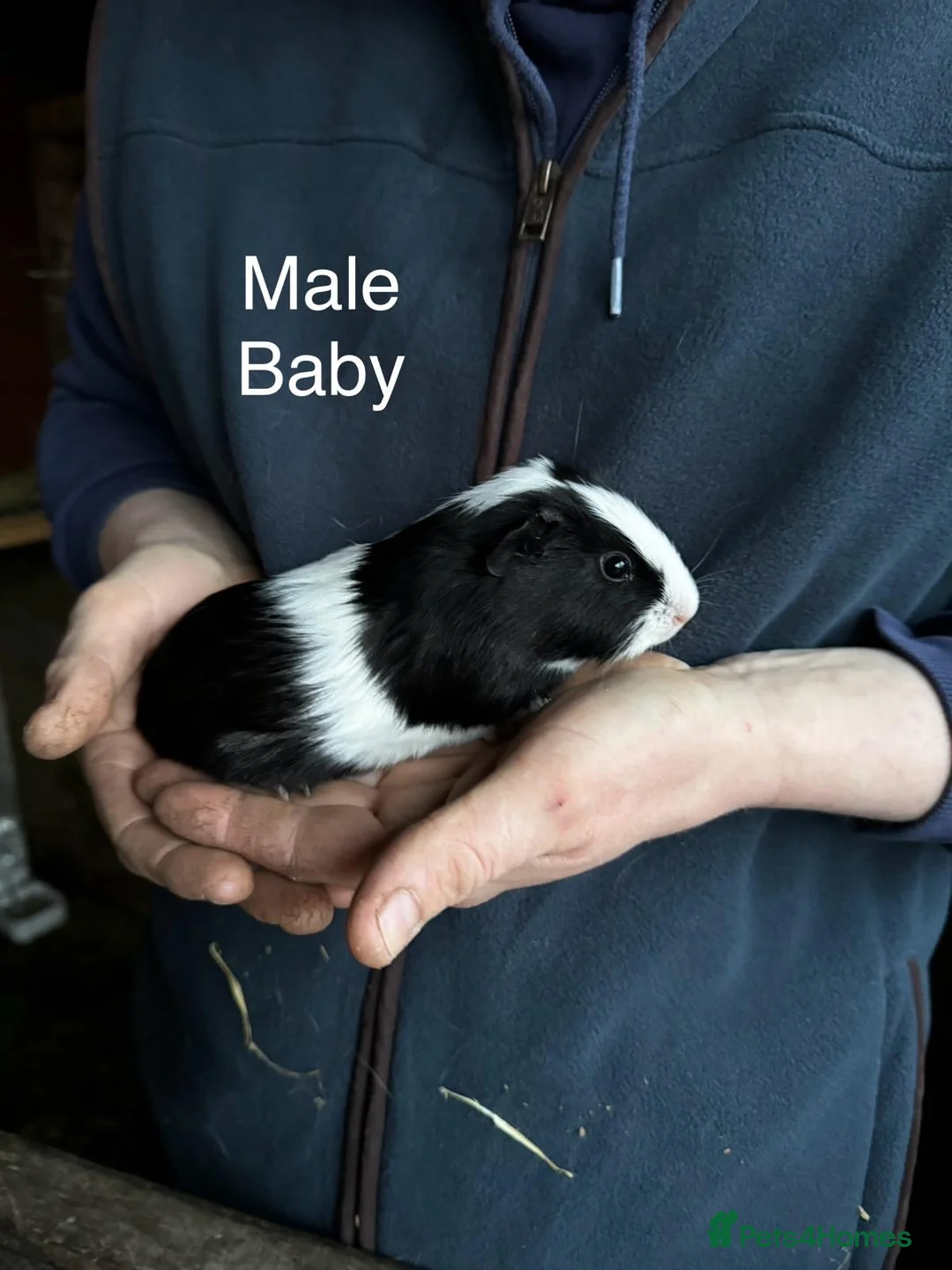 Guinea Pig rodents for sale: Mixed guinea pigs - Advert 5