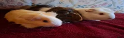 Guinea Pig rodents for sale: Beautiful Baby Guinea-pigs ready Now  - Advert 1